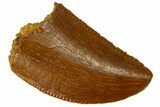 Serrated Raptor Tooth - Real Dinosaur Tooth #300842-1